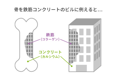 骨を鉄筋コンクリートのビルに例えると…